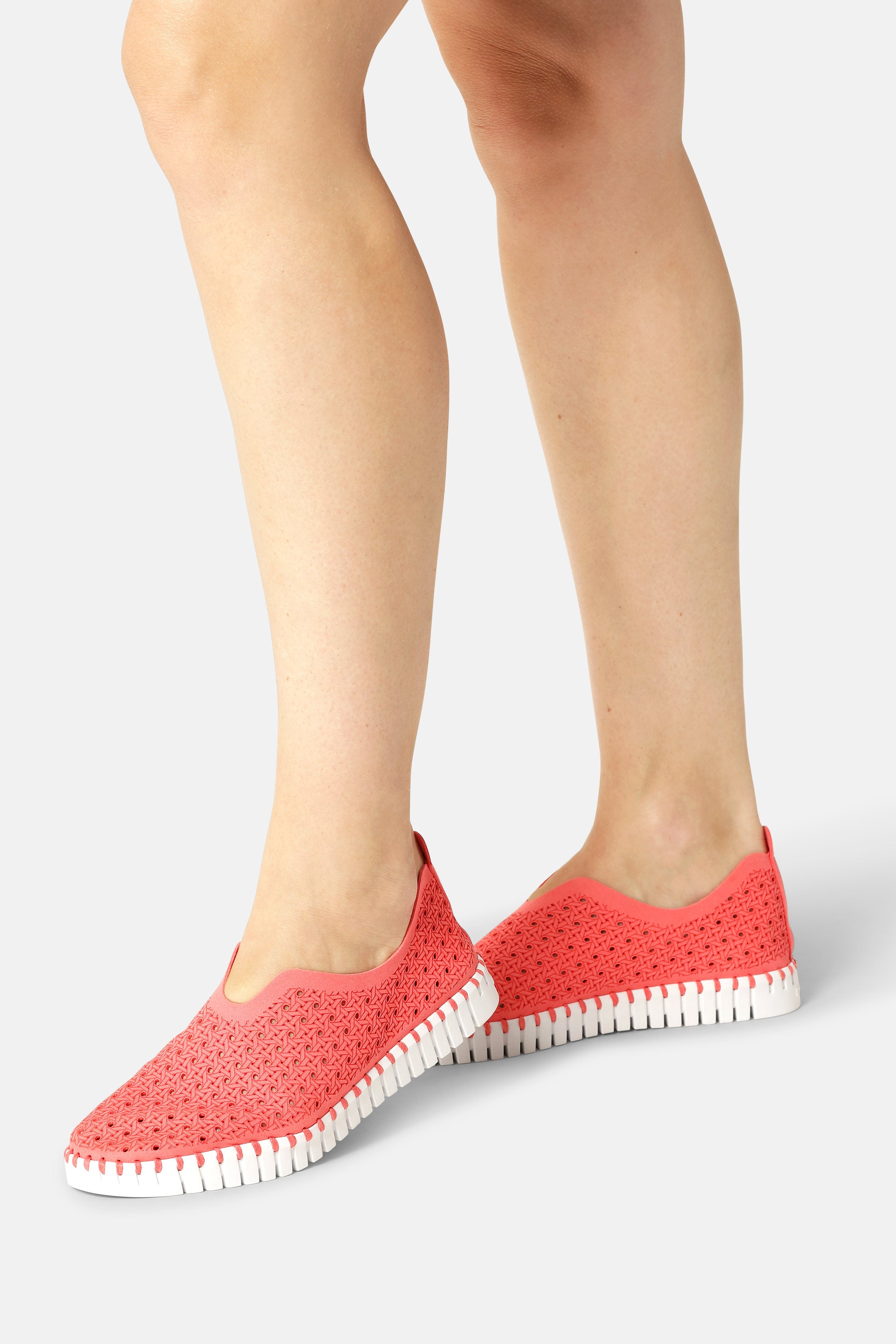 Tulip Zapatos - Raspberry White