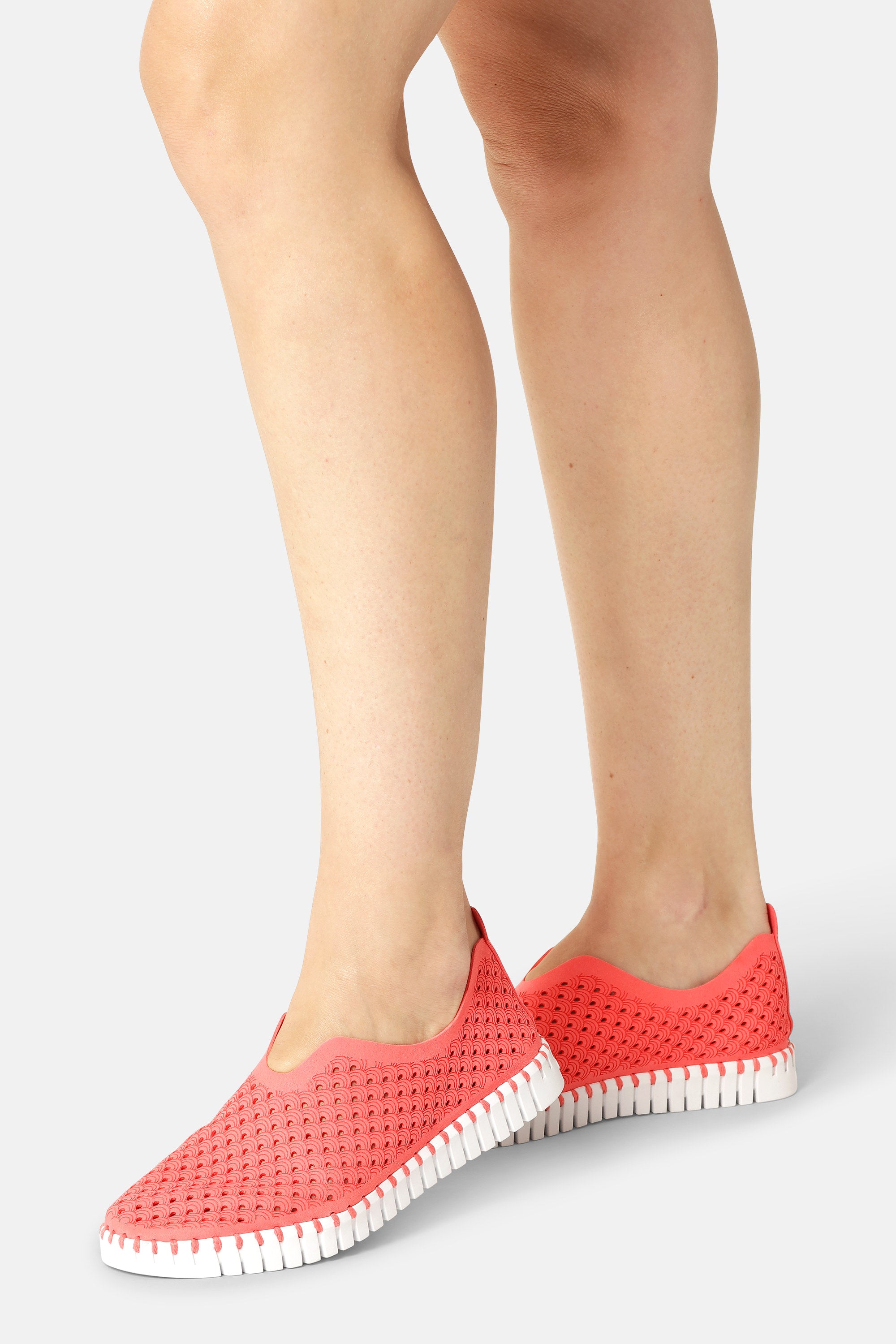 Tulip Zapatos - Raspberry White